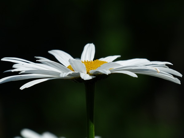 Close-up shot of white chamomile Stock Photo 04