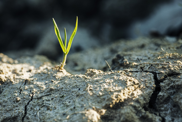 Cracked dry land seed germination Stock Photo 02 free download