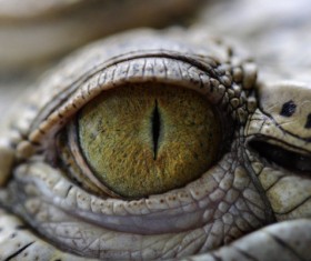 Crocodiles eyes Stock Photo
