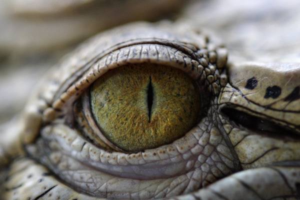 Crocodiles eyes Stock Photo