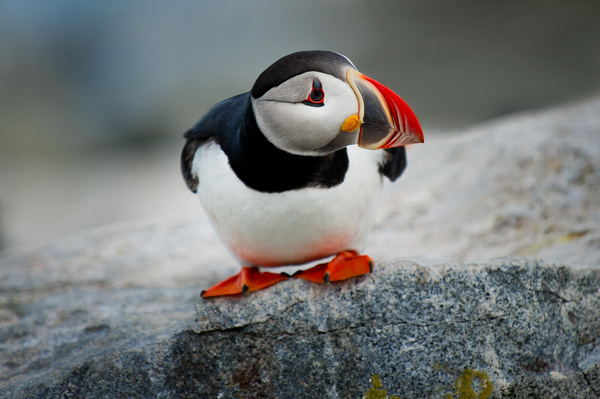 Cute baby penguin in nature Stock Photo