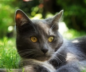 Cute kitten Stock Photo