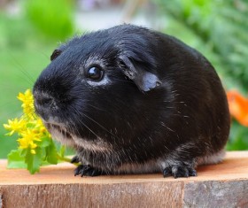 Cute little guinea pig Stock Photo