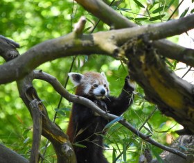 Cute little panda Stock Photo