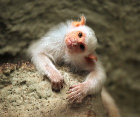 Cute monkey Stock Photo