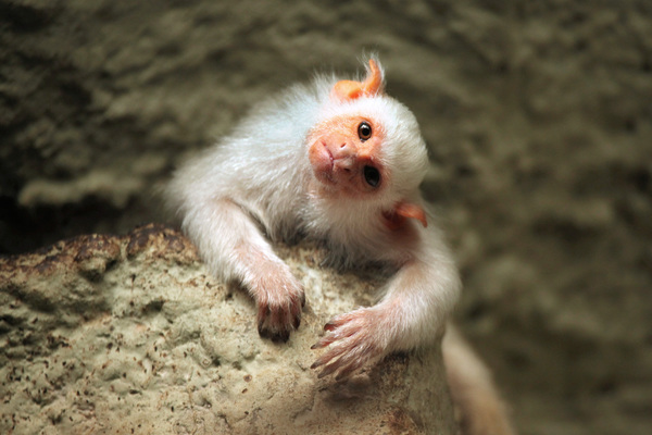 Cute monkey Stock Photo