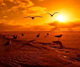 Dawn on the beach of the seagulls Stock Photo