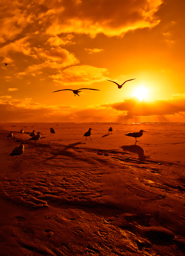 Dawn on the beach of the seagulls Stock Photo