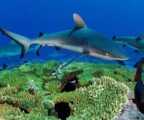 Deep Sea Sharks Stock Photo