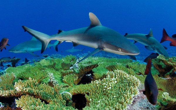 Deep Sea Sharks Stock Photo