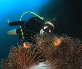 Diver View coral reef with fish Stock Photo