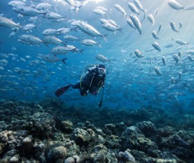 Diver and fish Stock Photo