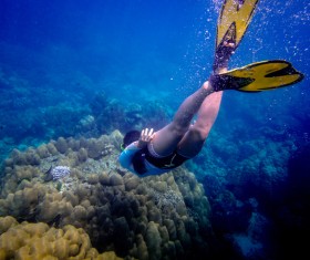 Divers look at coral reefs Stock Photo