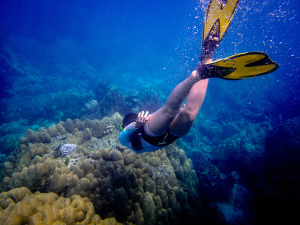Divers look at coral reefs Stock Photo