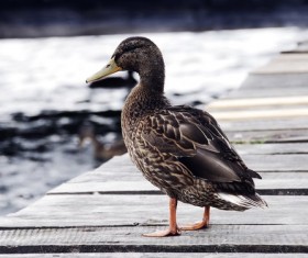 Duck on the bridge Stock Photo