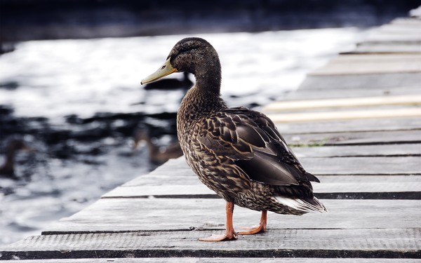 Duck on the bridge Stock Photo