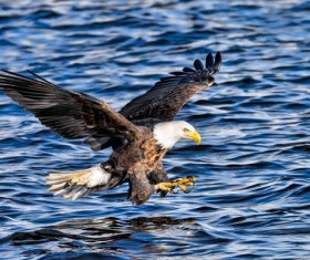 Eagle on the sea predation Stock Photo