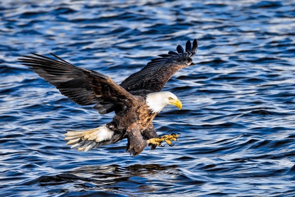 Eagle on the sea predation Stock Photo