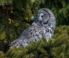 Eagle owl Stock Photo