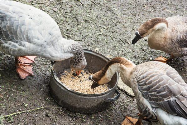 Eating food Gray Goose Stock Photo