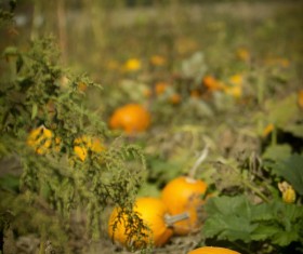 Fall of the pumpkin land Stock Photo