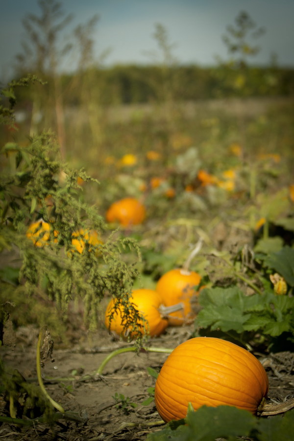 Fall of the pumpkin land Stock Photo