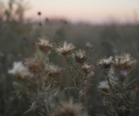 Fall withered flowers Stock Photo
