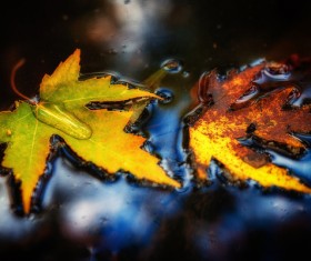 Falling leaves falling on the water Stock Photo
