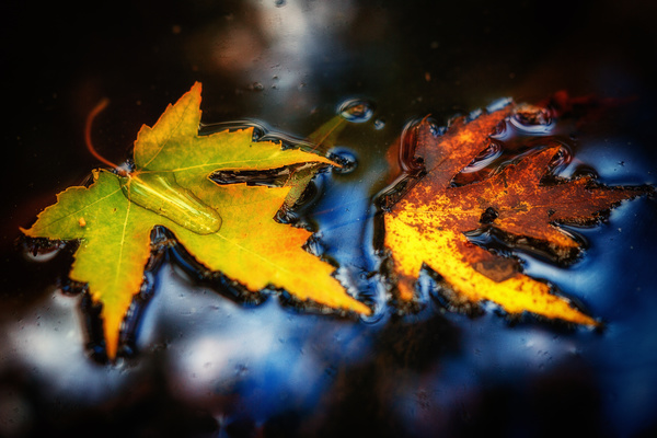 Falling leaves falling on the water Stock Photo