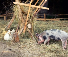 Farm piglets and ducks Stock Photo