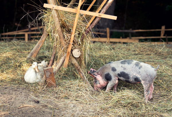 Farm piglets and ducks Stock Photo