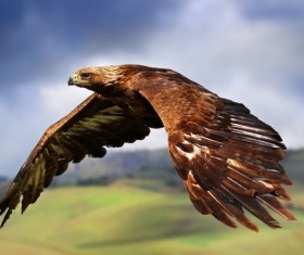 Flying eagle Stock Photo