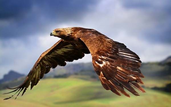 Flying eagle Stock Photo