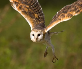 Flying owl Stock Photo