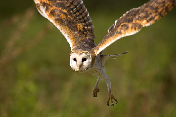 Flying owl Stock Photo