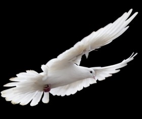 Flying pigeons Stock Photo