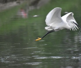 Flying the white crane Stock Photo