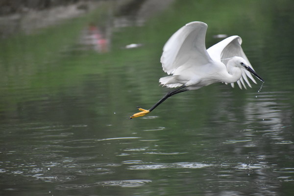 Flying the white crane Stock Photo