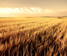 Golden wheat field Stock Photo 01