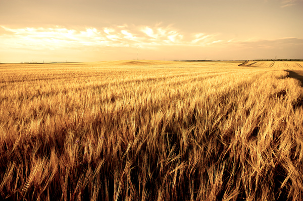 Golden wheat field Stock Photo 01
