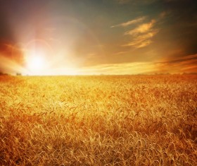 Golden wheat field Stock Photo 02