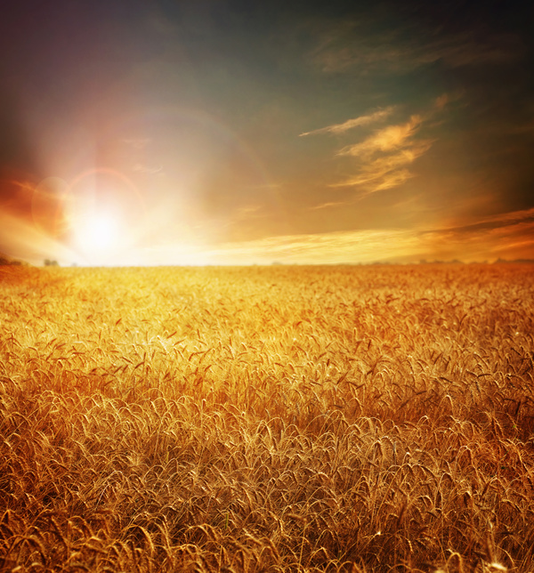 Golden wheat field Stock Photo 02
