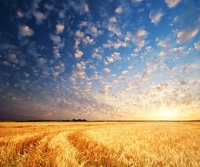 Golden wheat field Stock Photo 03