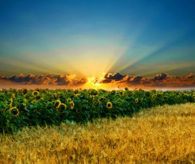 Golden wheat field with sunflower Stock Photo