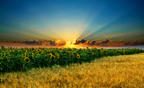 Golden wheat field with sunflower Stock Photo