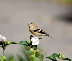 Goldfinch Stock Photo