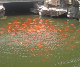 Goldfish pond Stock Photo