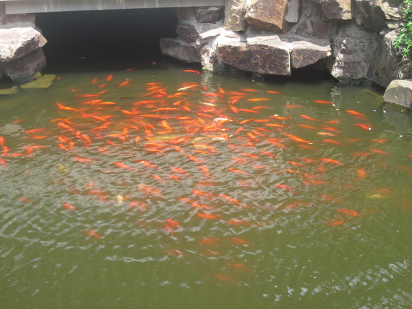 Goldfish pond Stock Photo