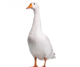 Goose Stock Photo