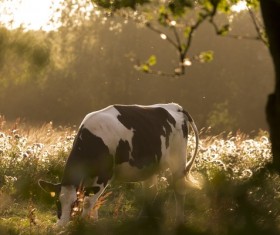 Grazing cows Stock Photo
